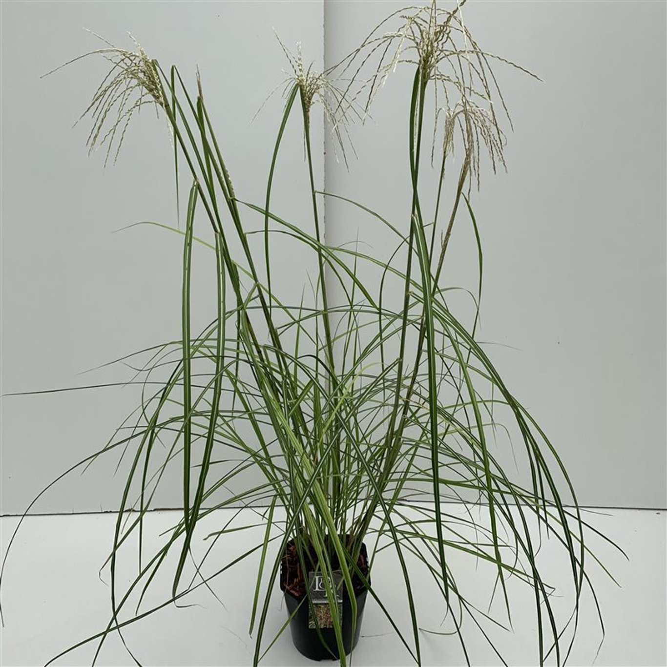 Miscanthus sin. 'Pink Cloud' - C5